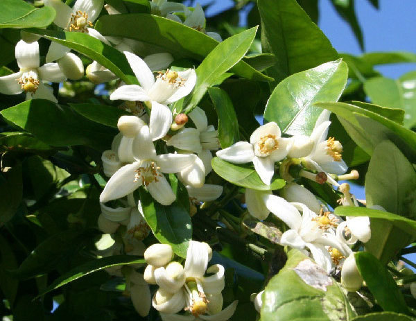 厂家生产 橙花纯露护肤水补水控油收缩毛孔1000ml起售