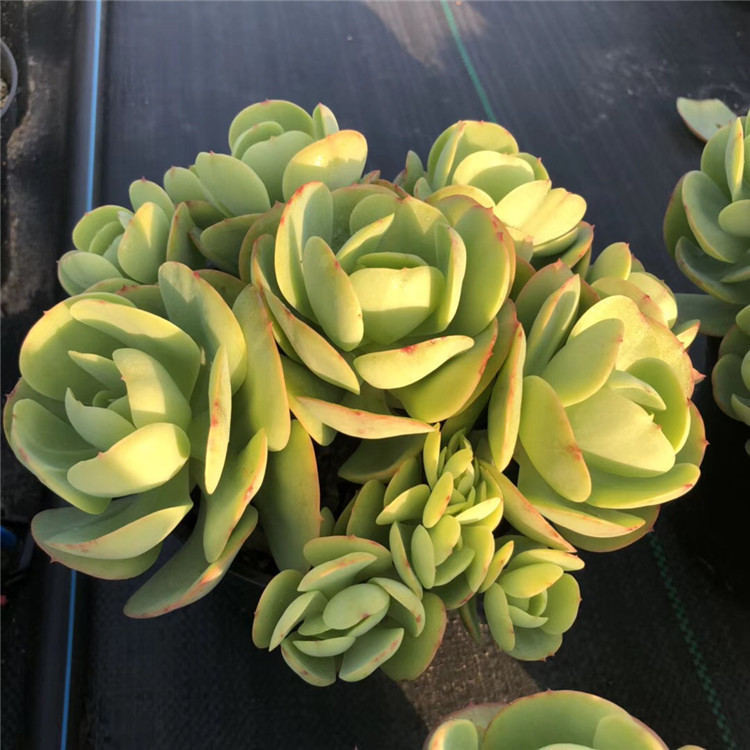 021多肉植物大棚批发阳台品种大号奶油碧桃群老桩盆15cm多肉品种