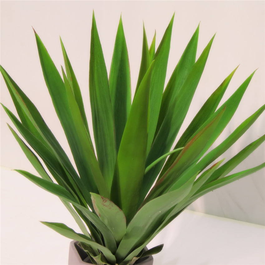 大剑麻 盆栽盆景沙漠热带多肉植物装饰植物绿植