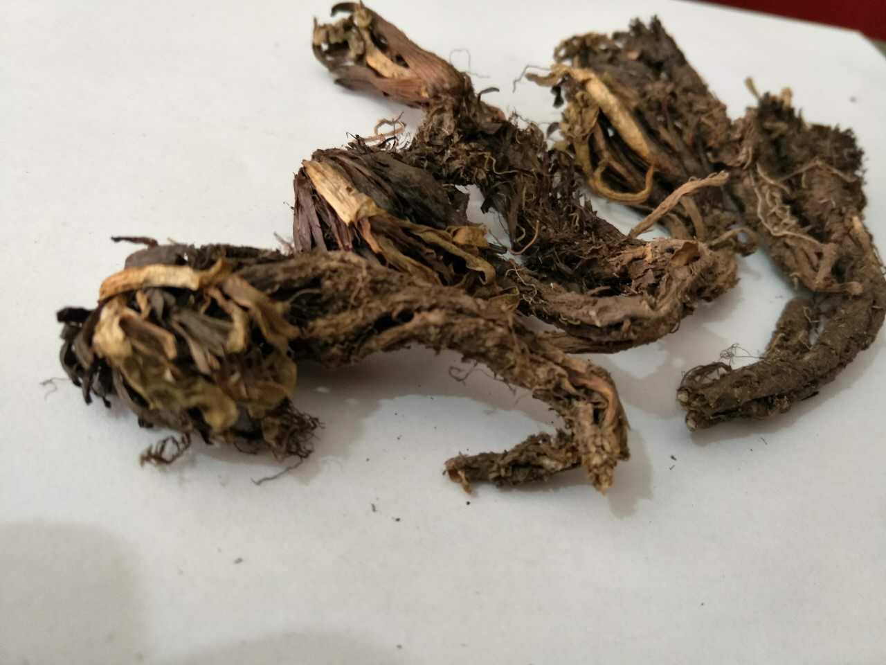 飒枫 中药材 甘松根 香松 甘松香 草药大全 大货批发厂家直供