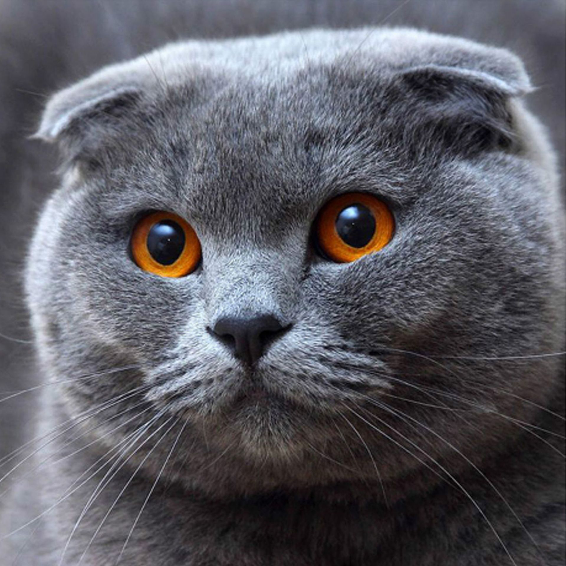 新款 十字绣5d钻石画 亚马逊速卖通爆款 大灰猫