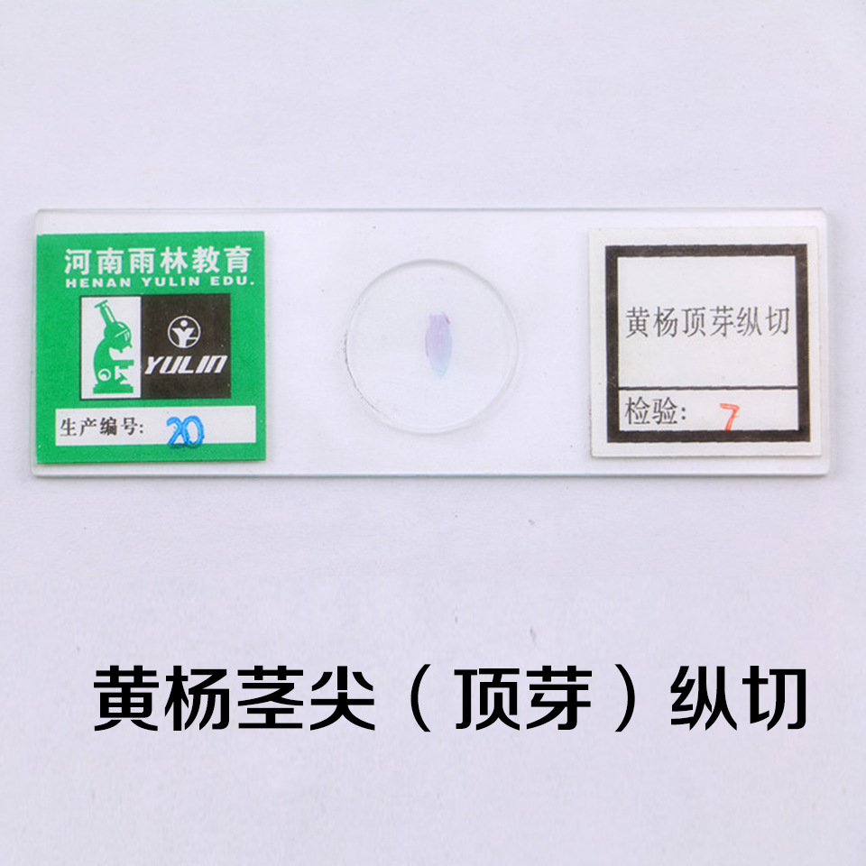 植物生物学显微镜切片标本 厂家直销生物实验黄杨茎尖