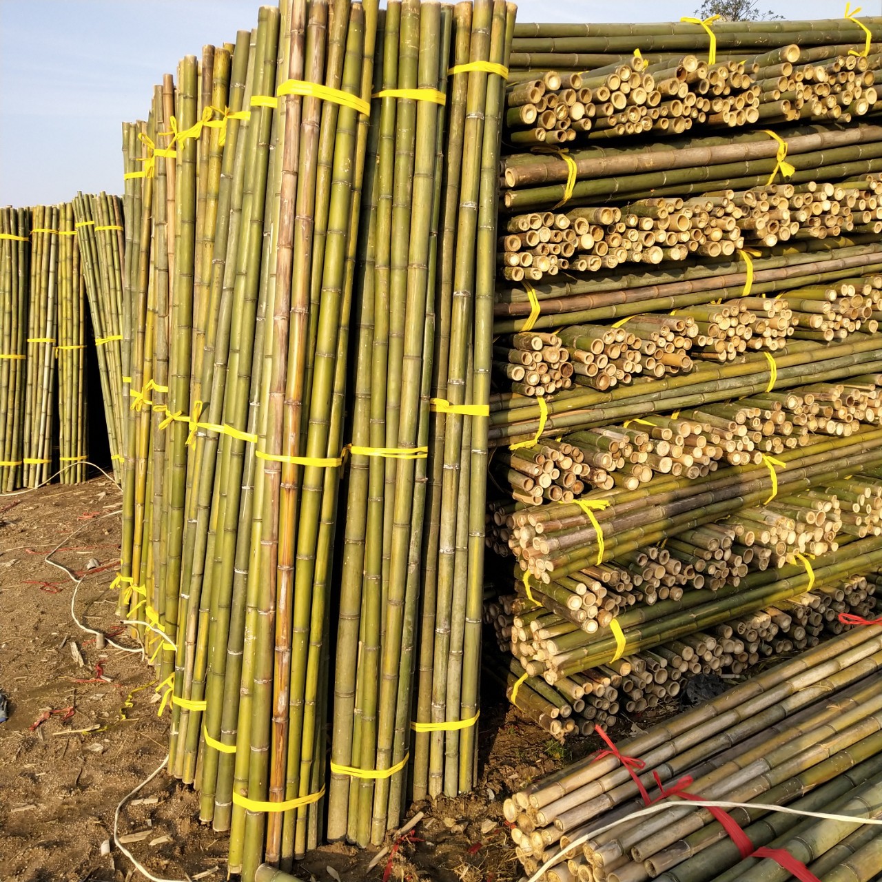 批发园林支撑用竹梢 农用竹竿 搭架毛竹 菜架竹 建筑用脚手片
