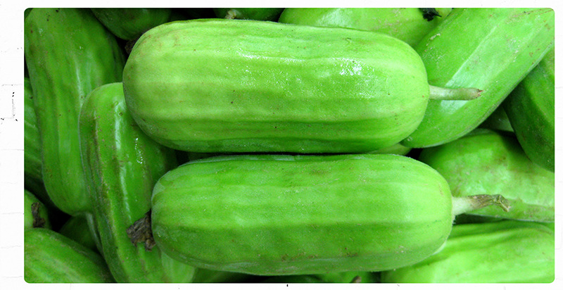 中科茂华水果蔬菜种子八棱脆菜瓜种子甜瓜种早熟高产低糖菜瓜种籽