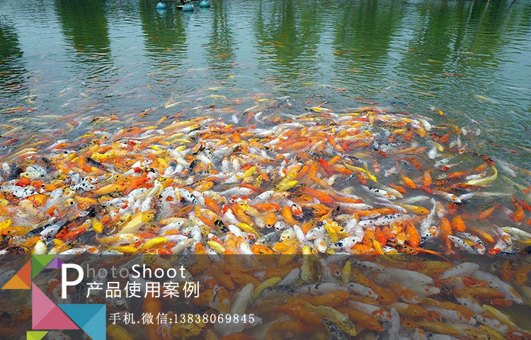 豫启富水产益生菌客户案例1