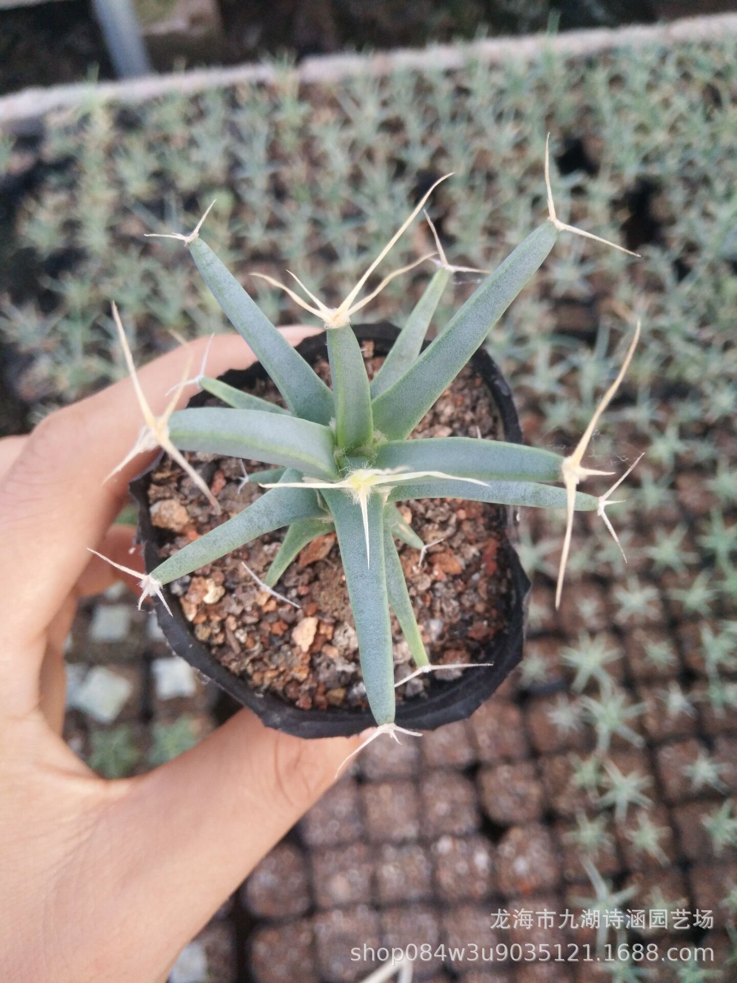 四大名球之一,光山实生5-6m仙人掌仙人球批发办公室内绿植盆栽