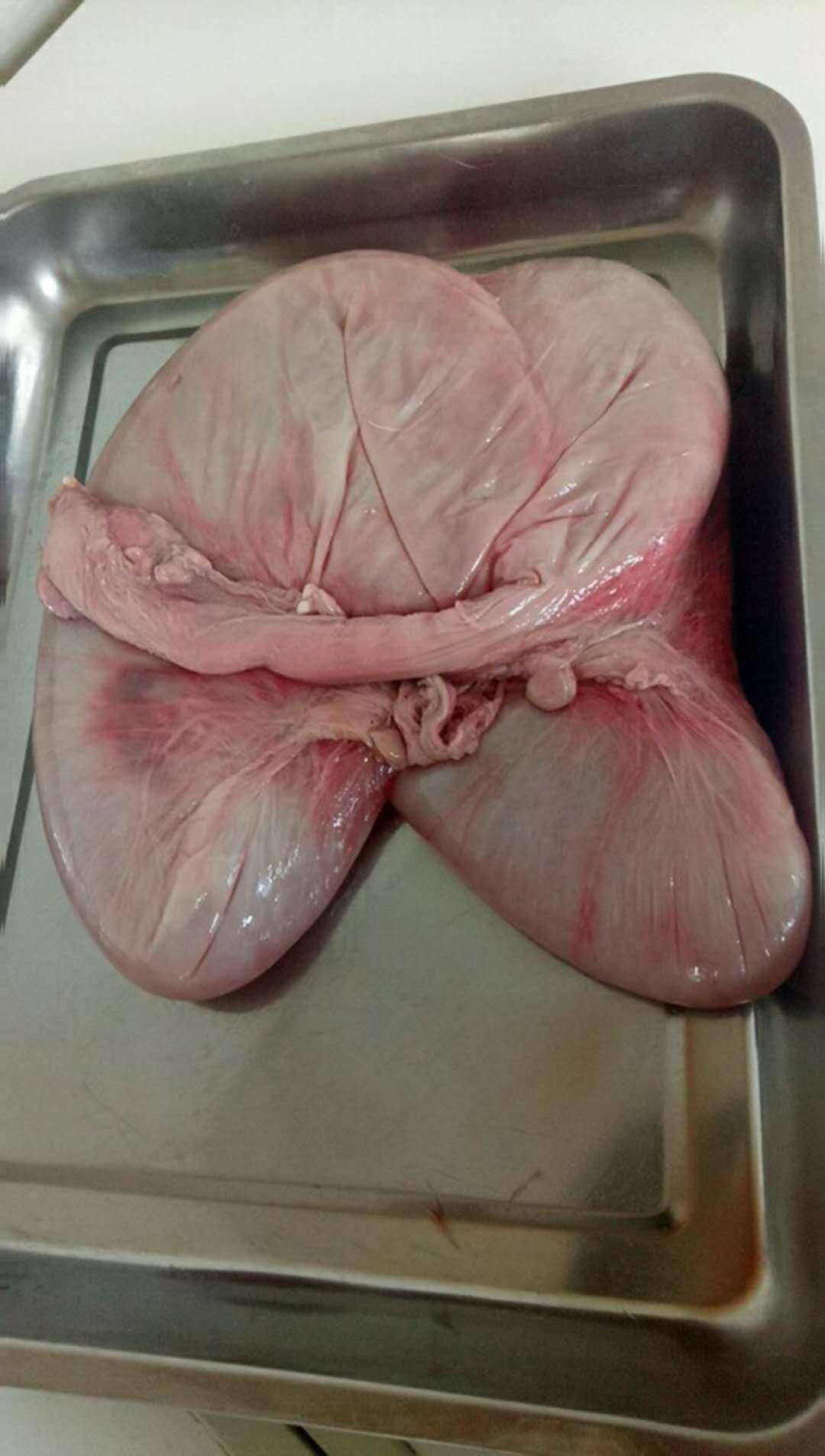 梅花鹿胎一般都是.