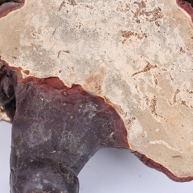 赤灵芝 图片_高清大图 - 阿里巴巴