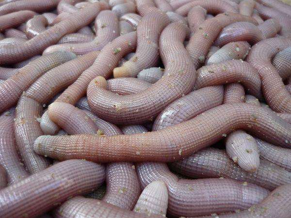 海洋沙虫提取物10:1方格星虫提取物现货包邮