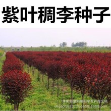 紫叶稠李种子 新采优质 红叶李种子 紫叶李种子 彩色绿化行道树