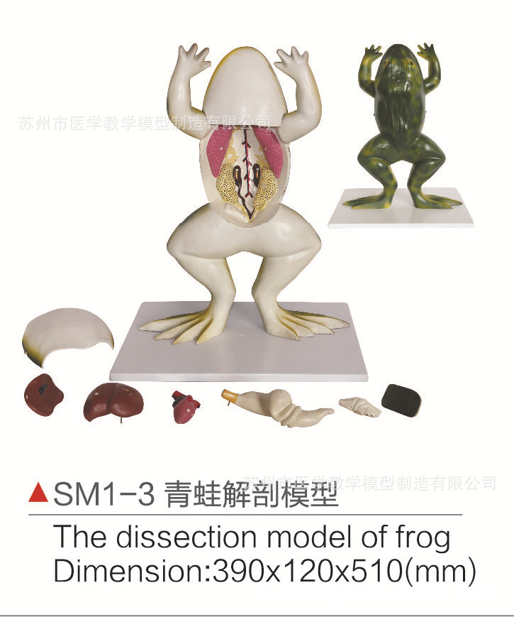 sm1-3青蛙解剖模型