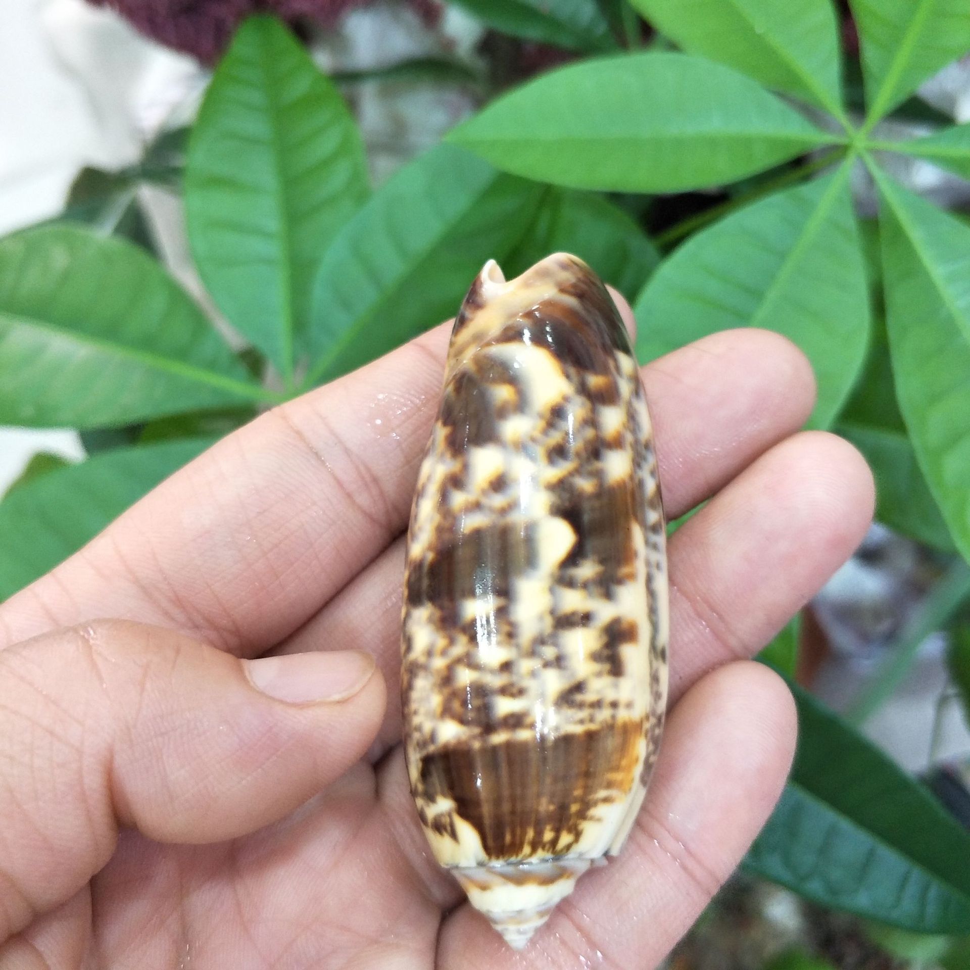 5cm-8cm橙口榧螺 天然海螺贝壳 diy手工家居鱼缸地台装饰批发