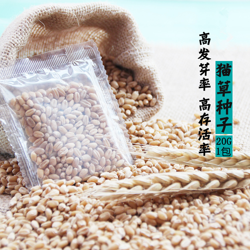 小野豹猫草种子 猫薄荷猫零食化毛吐毛球调肠胃袋装10g/包