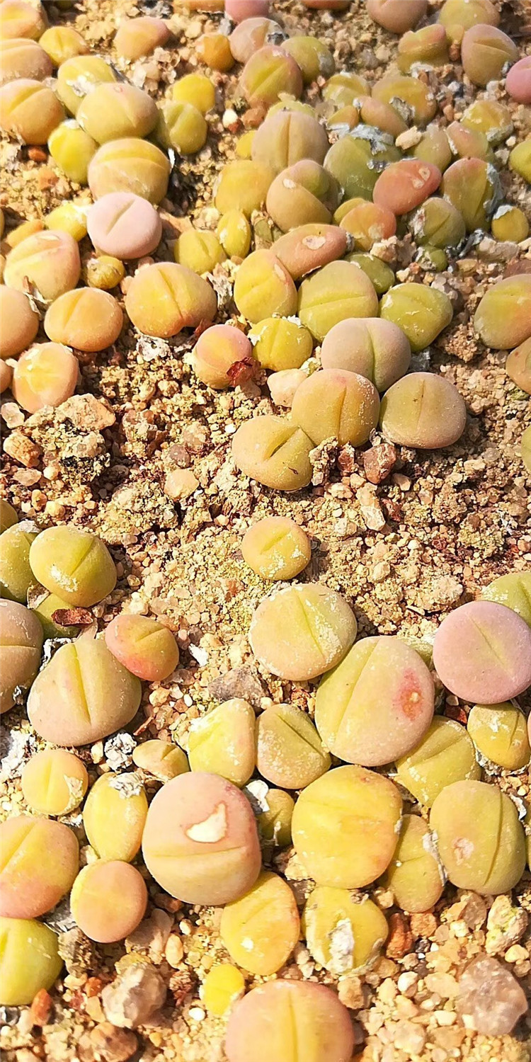 2093多肉番杏科植物大棚批发 绿春桃玉单头1cm左右多肉生石花品种