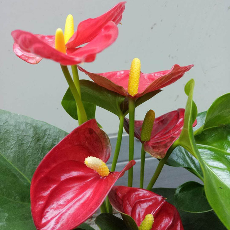 【基地直供】骄阳红掌(130#)白掌 红掌 美酒 维克 迷你 盆栽