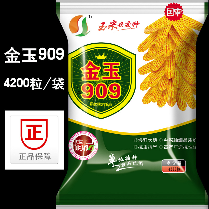 杂交玉米种子高产 金玉909 大田用种 国审抗病大穗 4200粒/袋