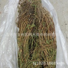 云南中药材软肝草 铁甲草 益肝草无硫新货正品包邮500克_阿里巴巴找货