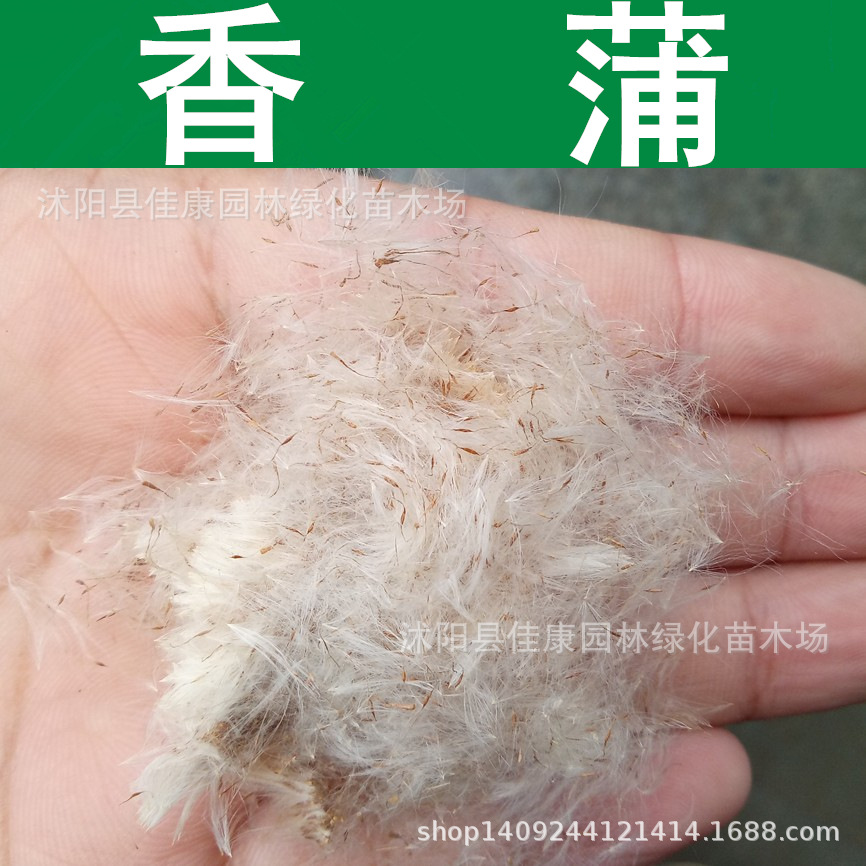 水生植物种子香蒲种子水浦蒲菜蒲草种子1件1斤