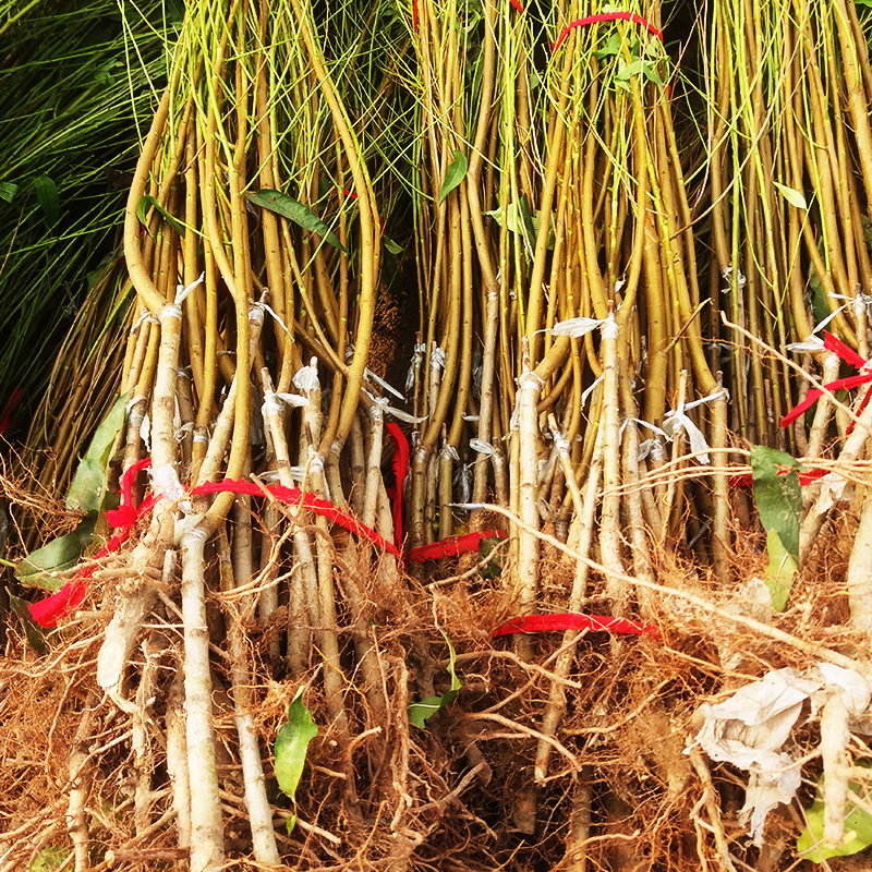 桃树苗价格桃苗求购成品桃树苗新品种桃树苗基地直供