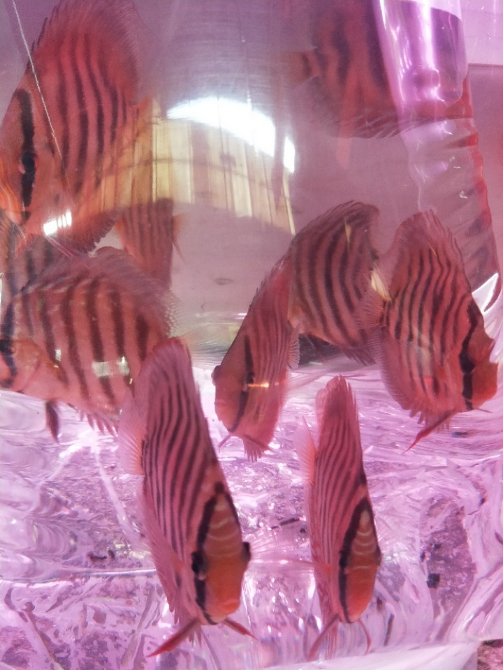 阿莲卡阿莲卡无黑斑七彩神仙鱼观赏鱼宠物鱼