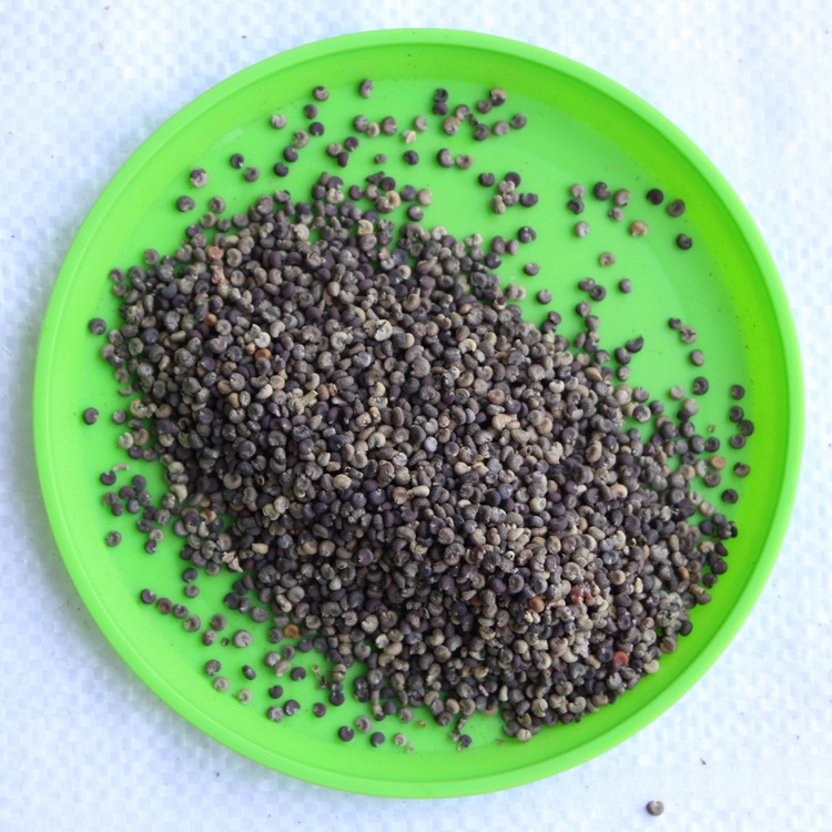 锦葵种子 荆葵 钱葵 小钱花 金钱紫花葵 多年生直立草本花卉 耐寒