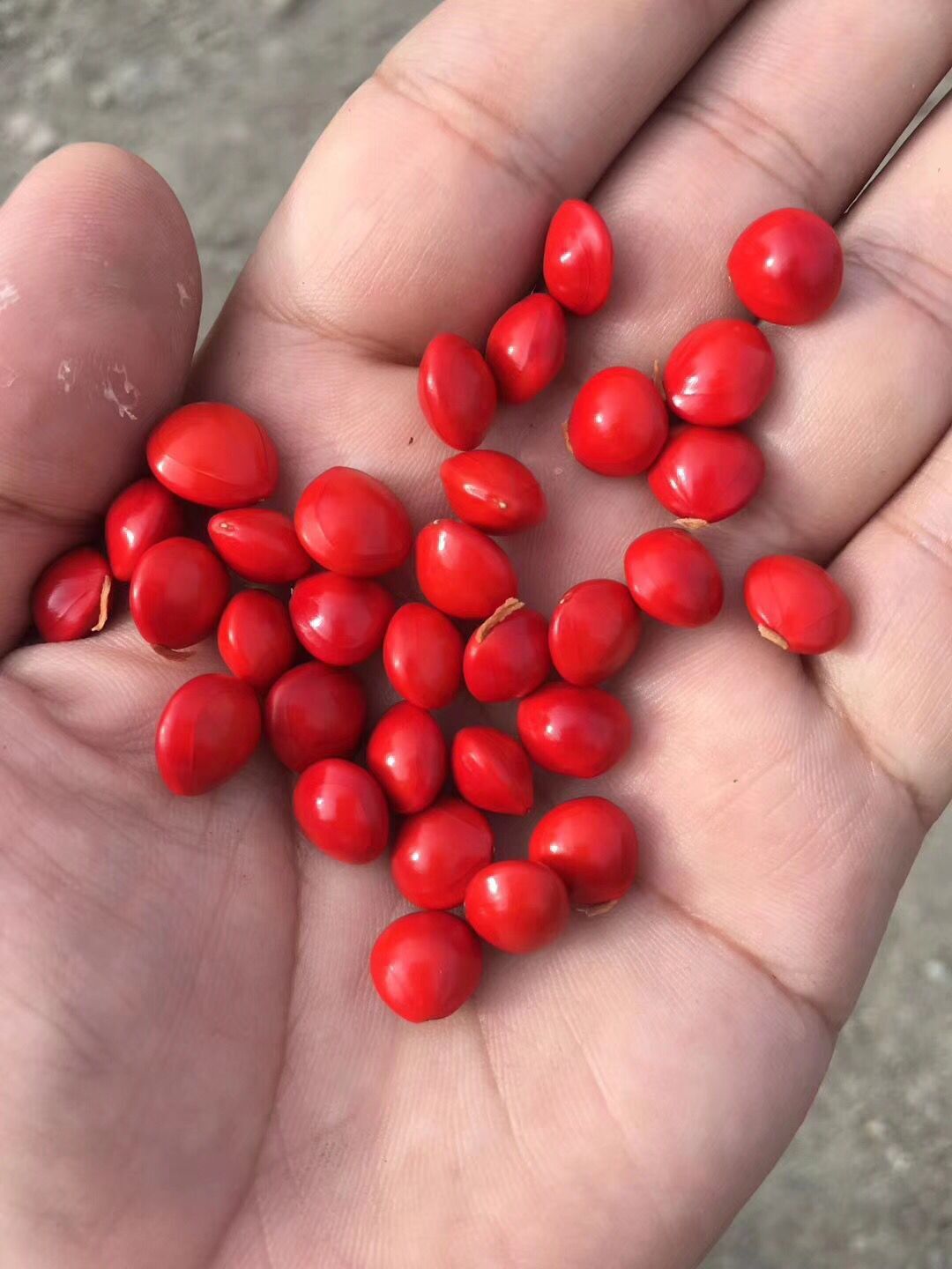 相思红豆相思豆血菩提原籽原料红豆菩提红豆批发红豆菩提子