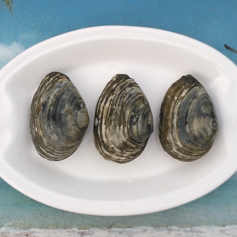 鲜活蚌仔新鲜象拔蚌鲜活小蚌仔连云港海鲜贝类批发