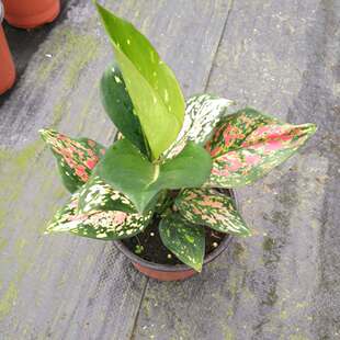 盆栽如意花 大棚直销如意鲜花 室内水培植物 办公室植物小盆栽