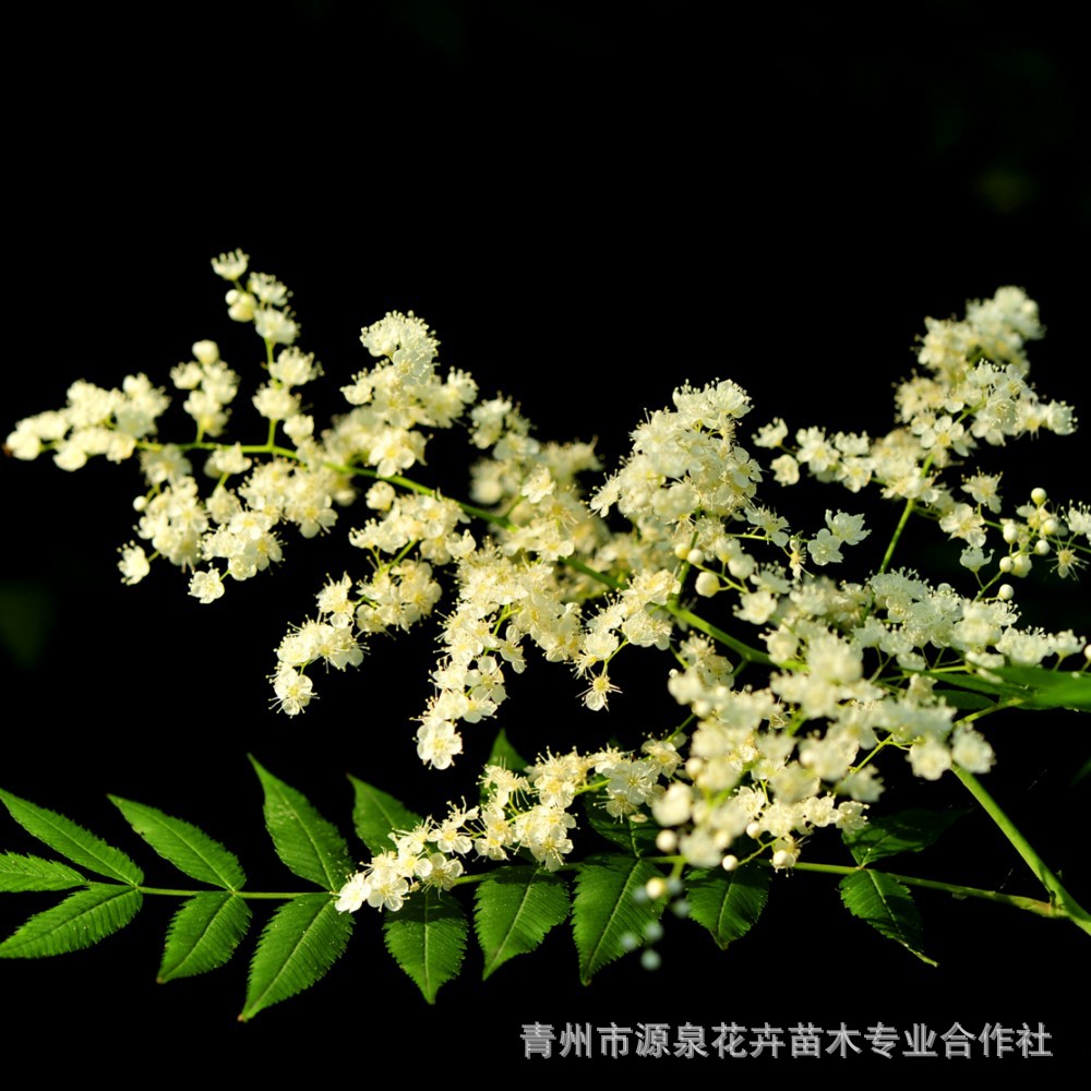 基地热销优质珍珠梅 高杆珍珠梅 丛生珍珠梅 各种规格 量大从优
