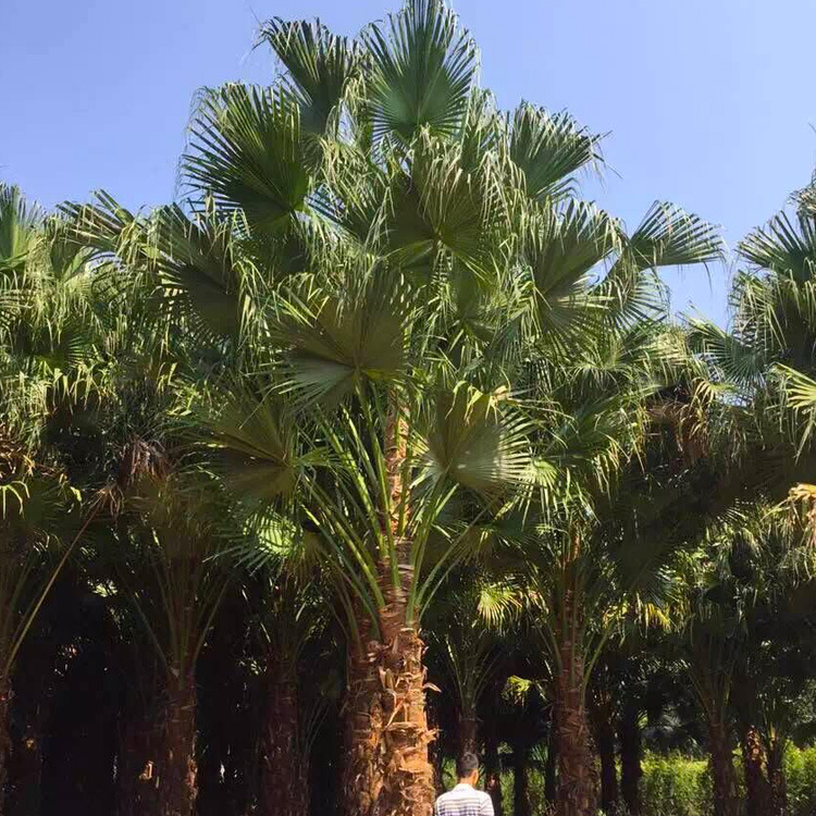 5米 蒲葵价格 高干蒲葵 行道树棕榈树