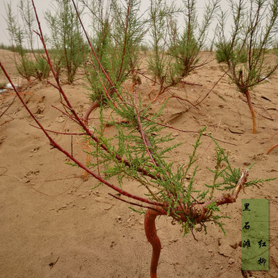 红柳树苗1株 怪柳柽柳盆景 庭院苗木室内办公室盆栽 公园植物