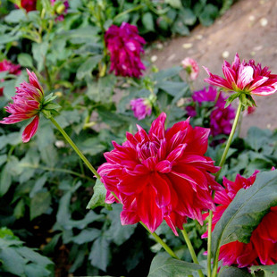 批发盆栽大丽花 周至大丽花根价格 西安苗木供应商直销