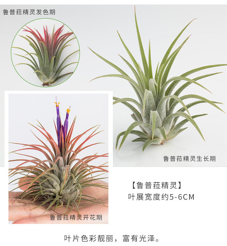 空气凤梨植物鲁普菈灵精灵无土绿植花卉室内花盆栽净化空气除甲醇