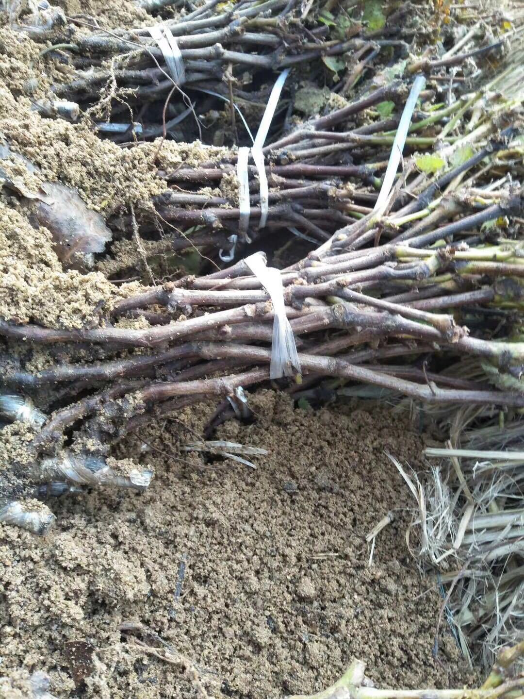 供应户太八号葡萄苗纯度100%价格低【苗圃直供】一级葡萄苗0.