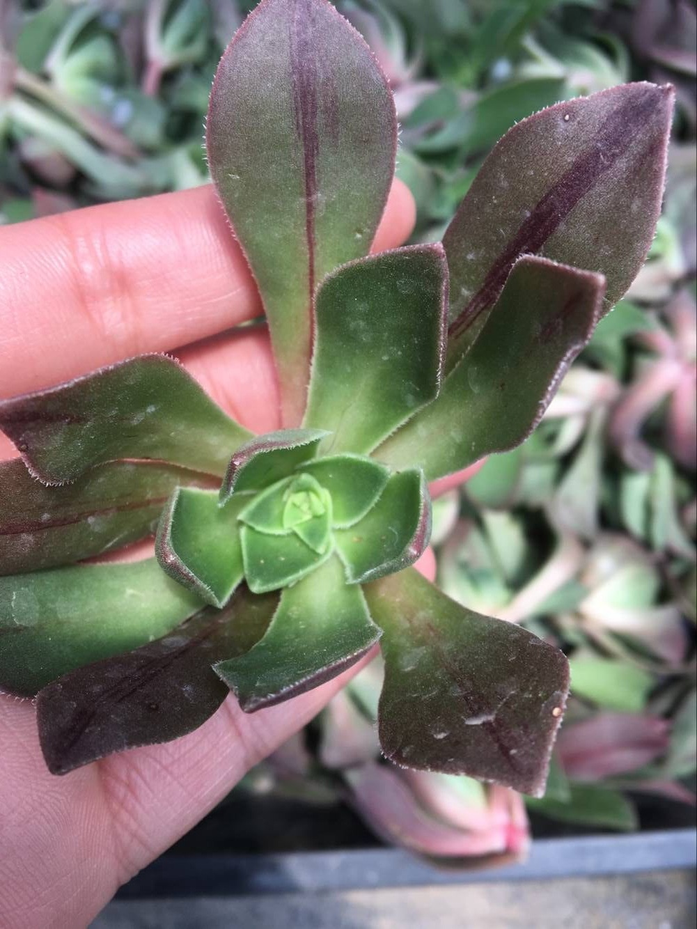 天羽多肉 砍头苗粉法师 众赞曲 多肉种苗 多肉植物批发