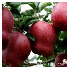 苹果树苗基地 美国苹果品种 产地直销 蛇果花牛苹果苗