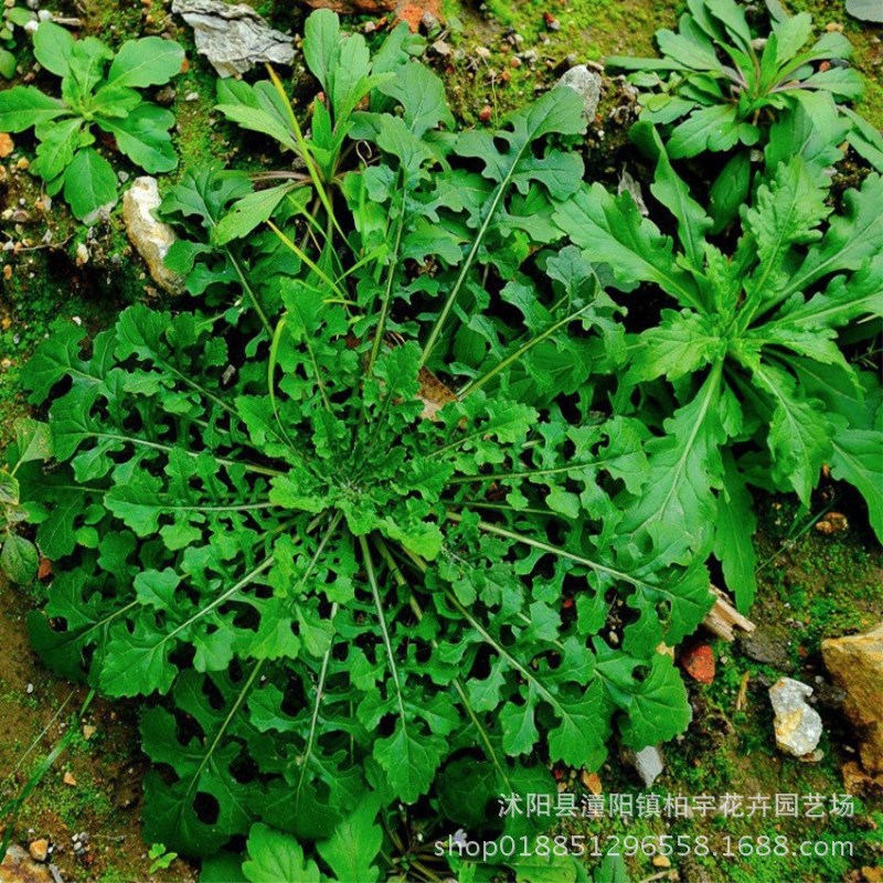 荠荠菜图片_纵览新闻