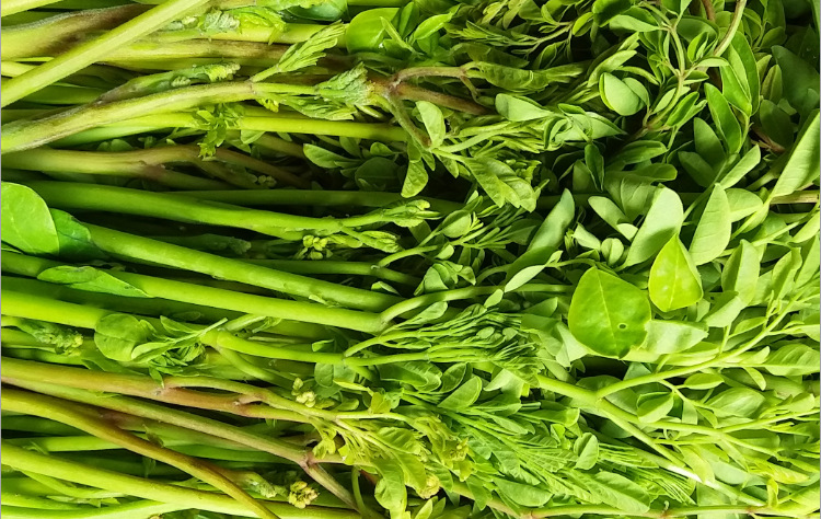 辣木菜产地批发 辣木鲜条 辣木叶 辣木鲜叶 冰冻辣木菜批发