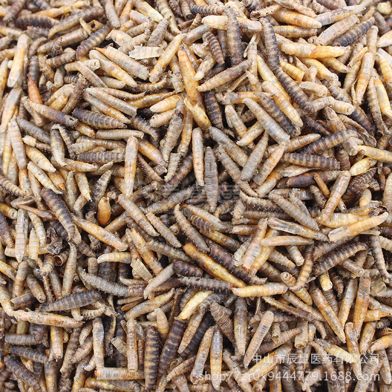 骨包虫图片,包虫图片成虫,包虫图片_大山谷图库