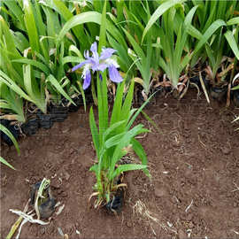 水生鸢尾 蓝花鸢尾现货供应 湿地绿化宿根花卉 蓝花鸢尾价格