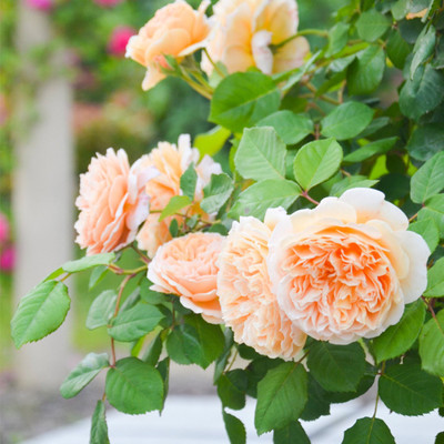 欧月玛格丽特王妃 藤本月季玫瑰盆栽绿植花卉 小苗