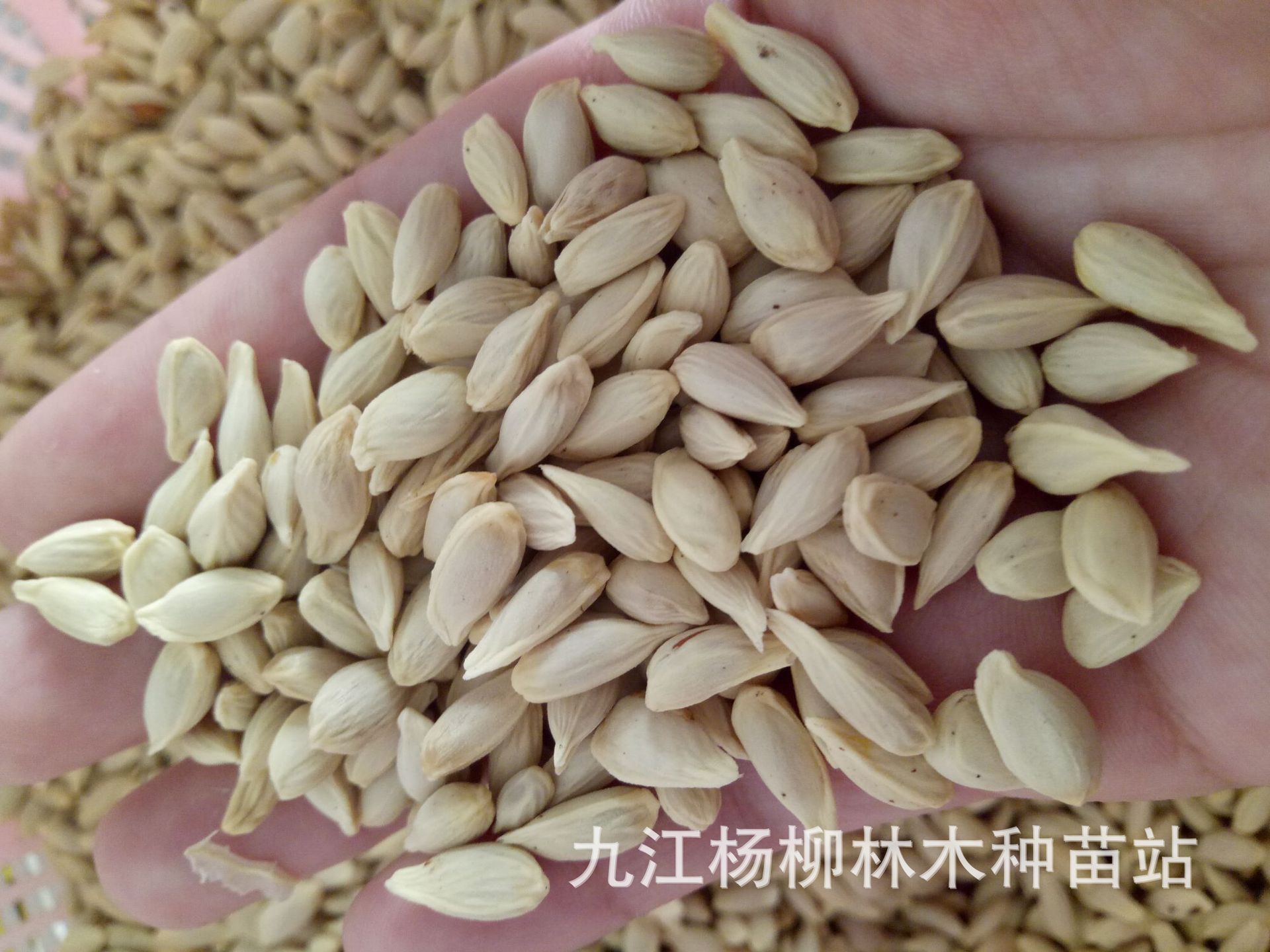 供应柠檬种子 果树种子批发 常绿果树种子 柠檬种子