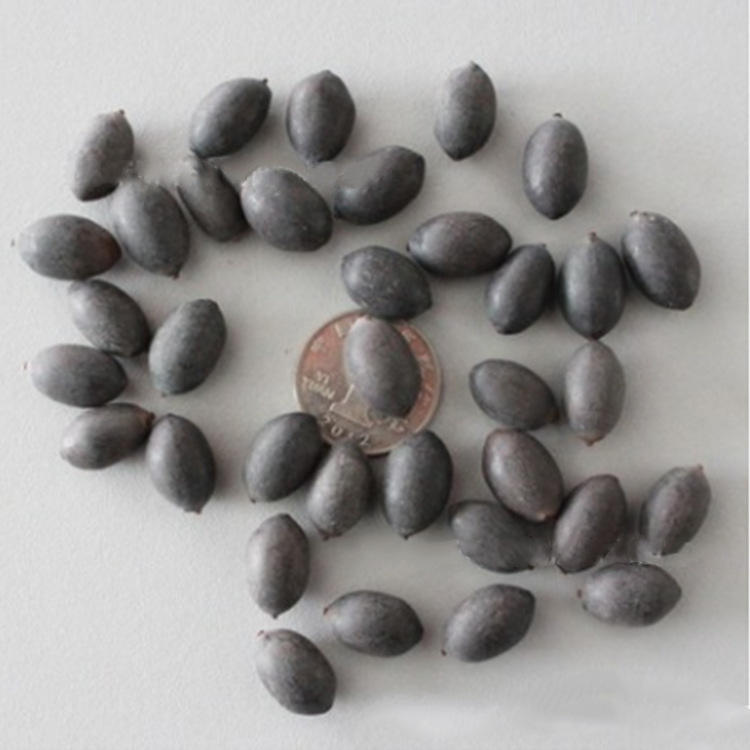 菜莲种籽 睡莲种子根块 碗莲种子 荷花藕根块 水生景观植物种子