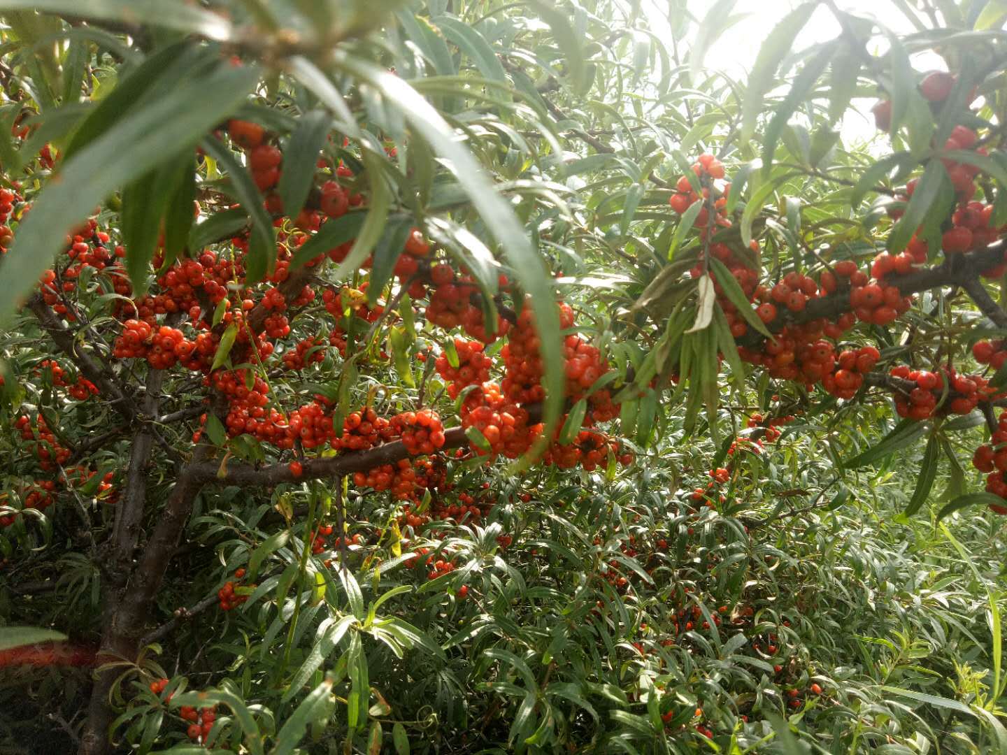 批发2019年吕梁野生沙棘果 新鲜沙棘鲜果一斤装可榨果汁做酵素