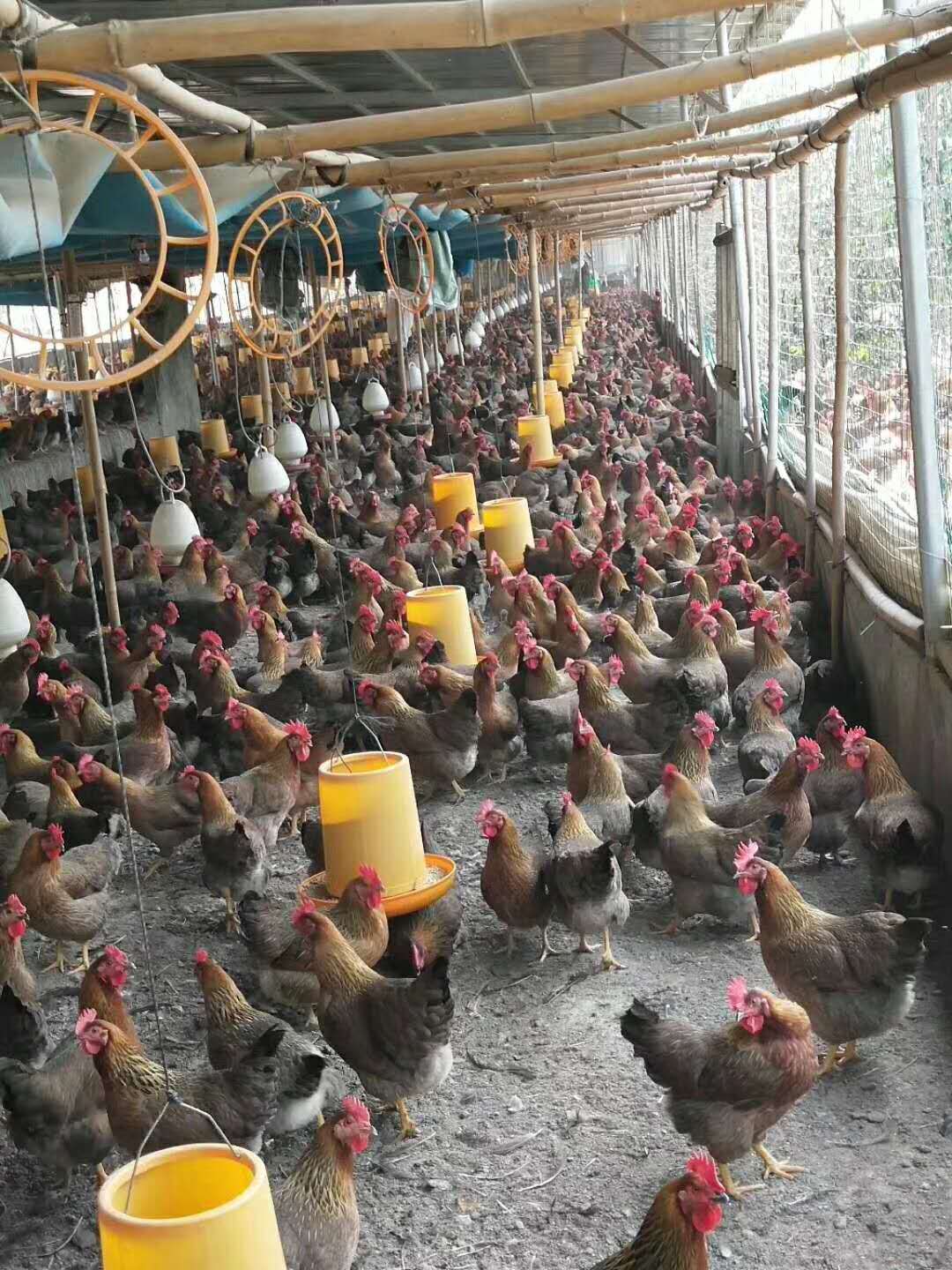 供应红玉**苗 麻鸡母苗 广州鸡苗批发120天3斤7两