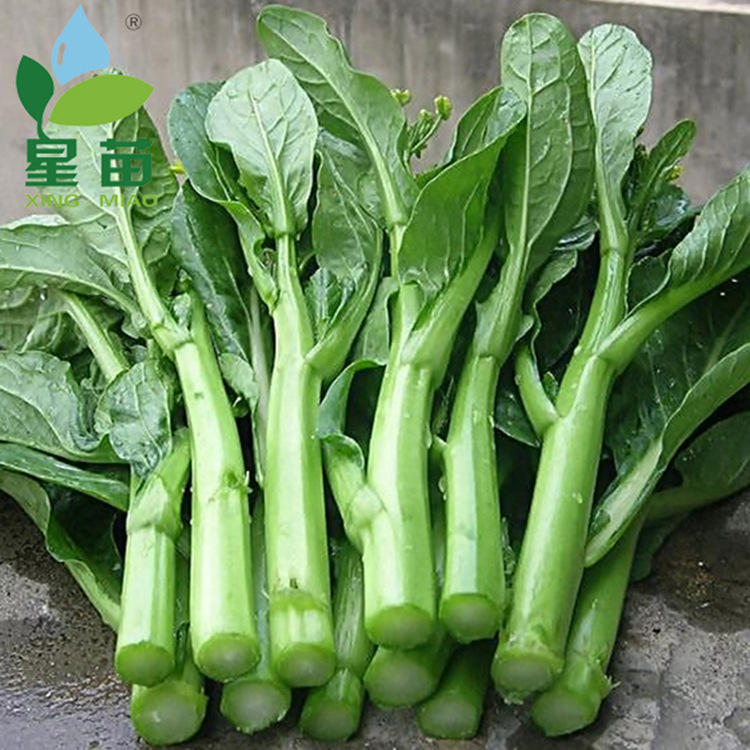 批发供应蔬菜种子 广东菜心种子亚明尖叶60天油青甜菜心400克