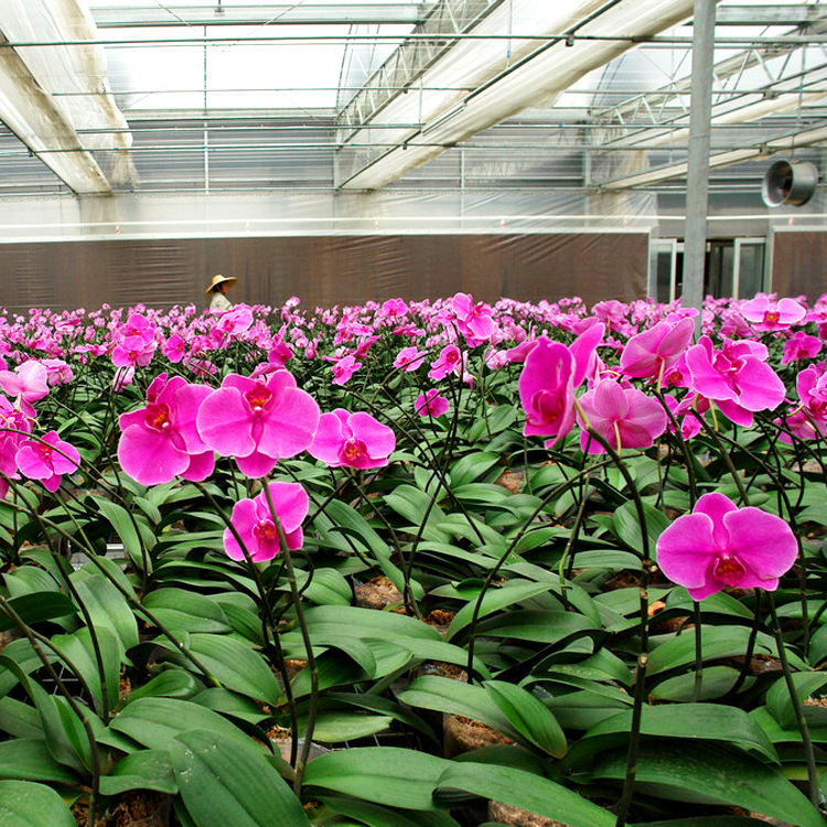 厂家定制花卉大棚连栋温室大棚农用蔬菜花卉单体河北连栋大棚厂