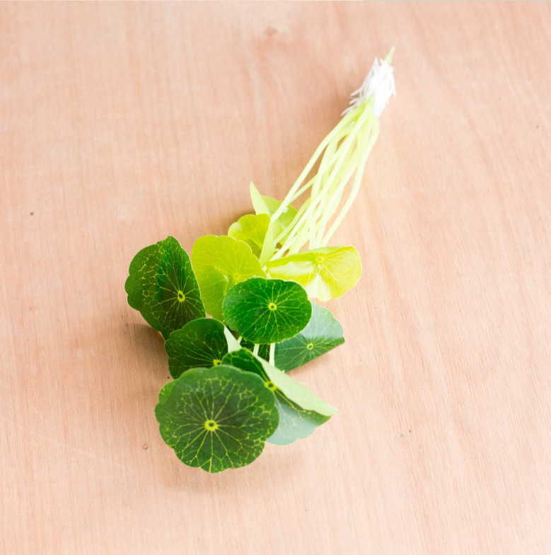 铜钱草/小荷叶也为我们博得一个好彩头,此款为高仿真度小型款式,适合