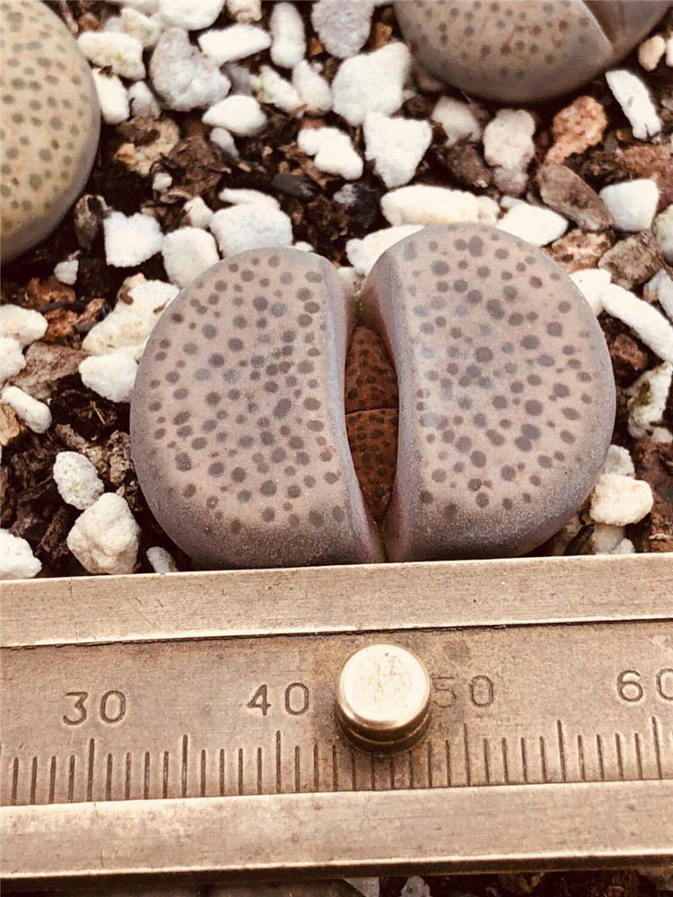 2186批发生石花多肉植物品种微纹玉c222裸根发225cm多肉屁屁花