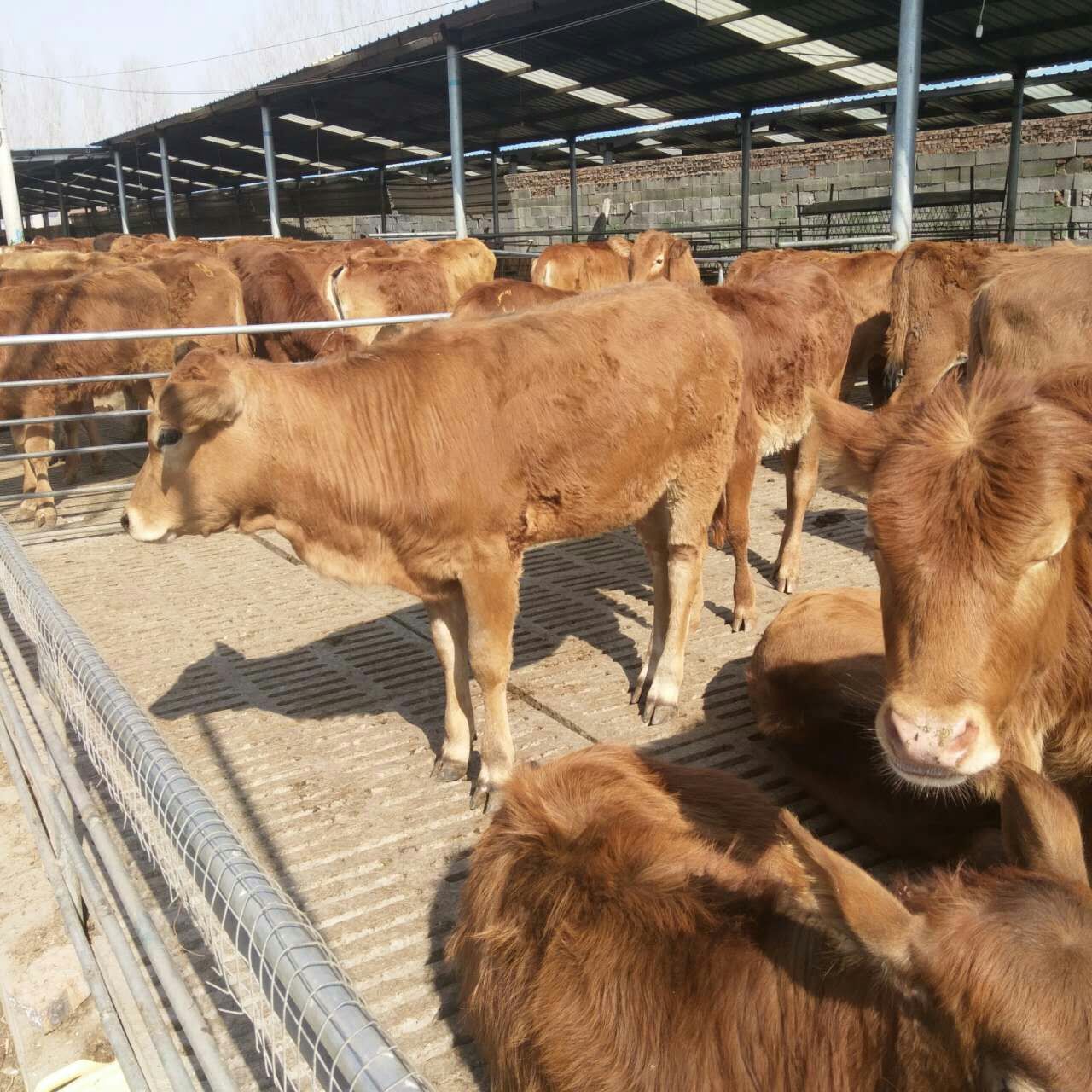 广东惠州市肉牛养殖场西门塔尔牛小牛犊价格-利木赞牛